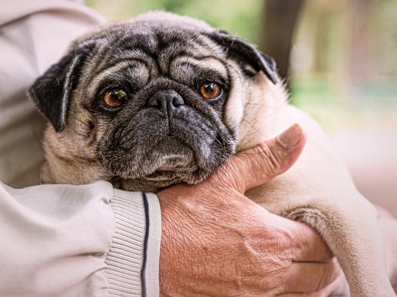Tính tuổi chó pug