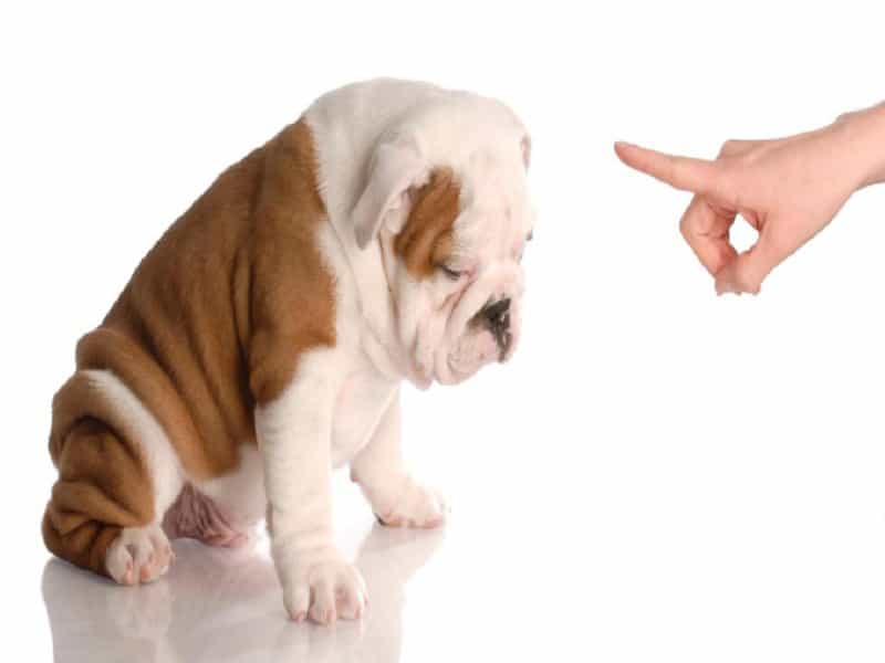 Xịt hướng dẫn chó đi vệ sinh