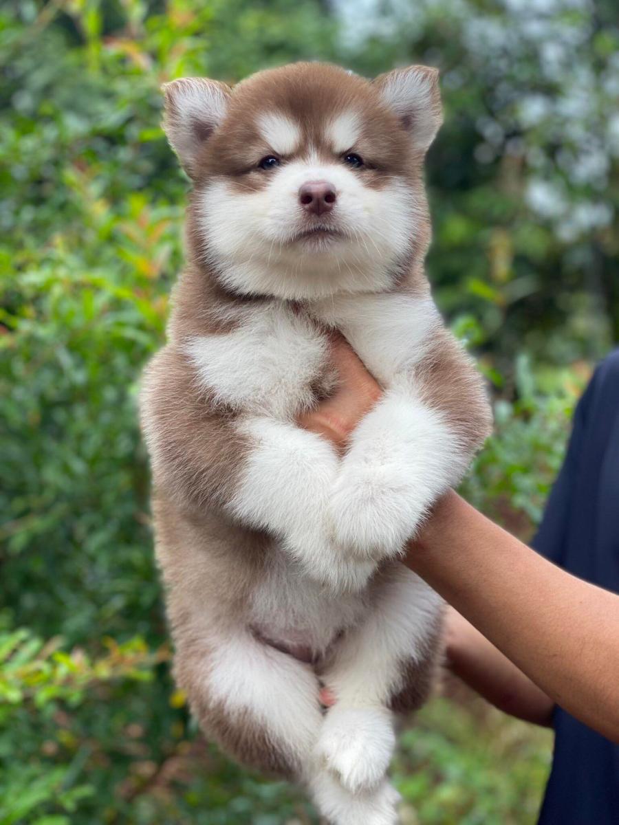 Giá chó alaska nâu đỏ