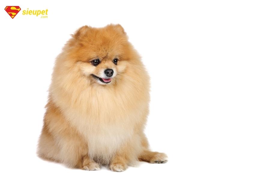 giá phốc sóc mini lai chó poople