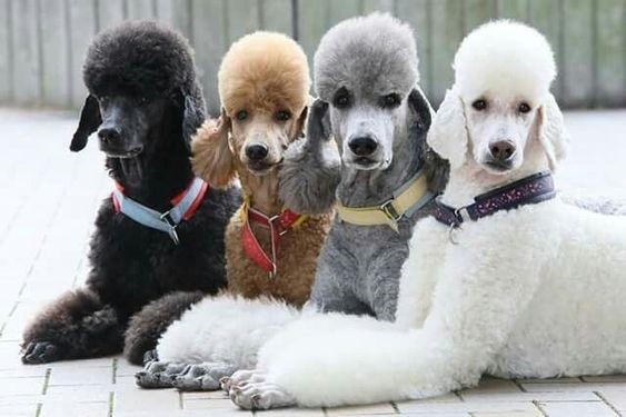 giá chó poodle