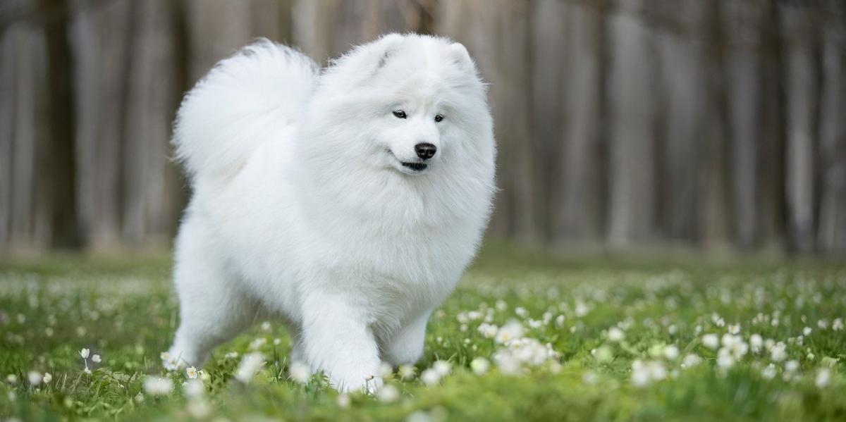 giá chó samoyed thuần chủng
