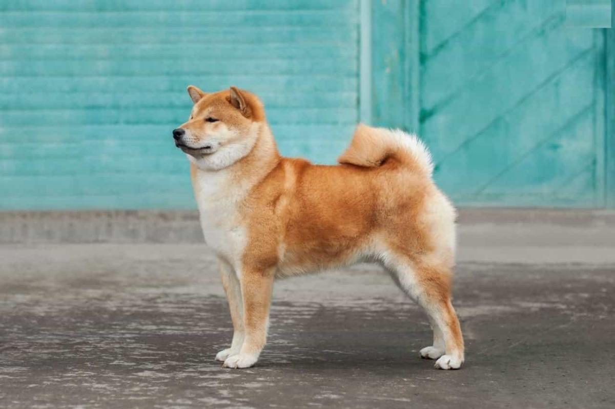 cho-shiba-tai-viet-nam