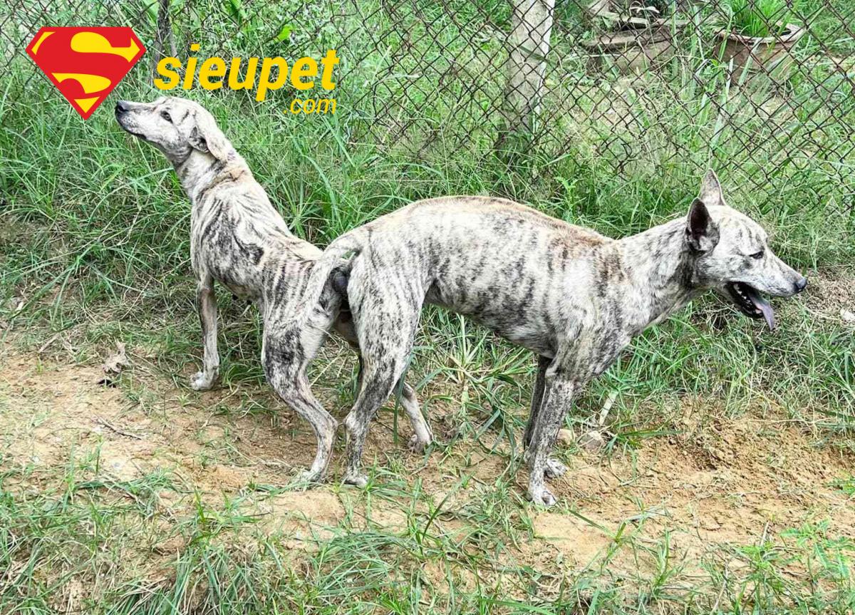 Kinh nghiệm chọn địa chỉ uy tín quyết định giá phối giống chó au88