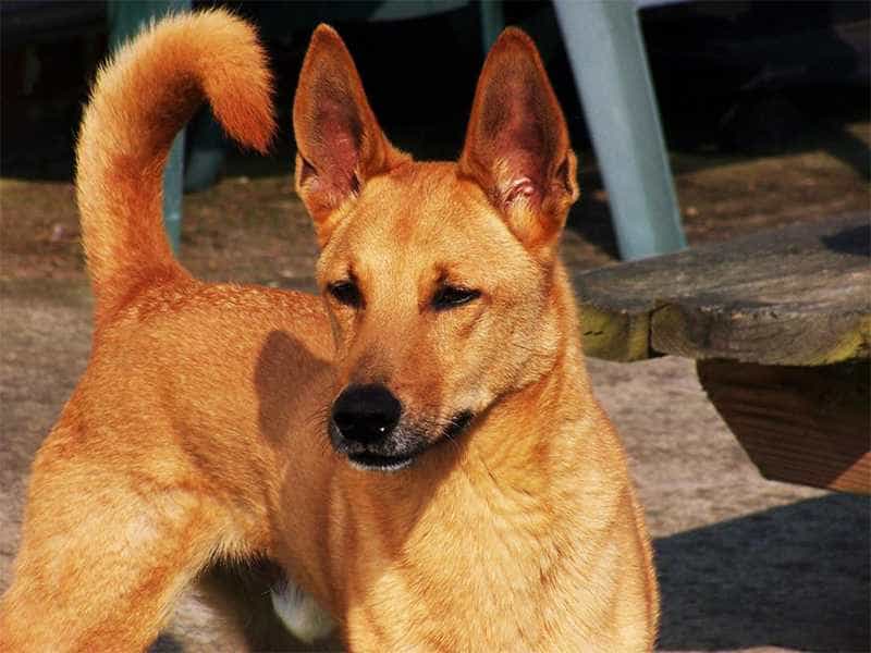 chó cỏ dingo