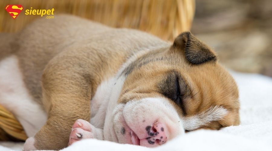 chó pit bull đáng yêu