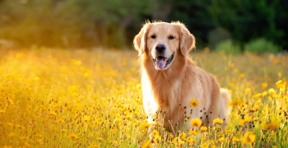 Những chú chó Golden được nhập từ Anh, Mỹ, Úc.. có ngoại hình cực chuẩn