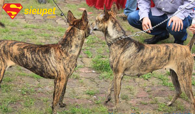Hình ảnh chó au88 trong một cuộc thi dogshow