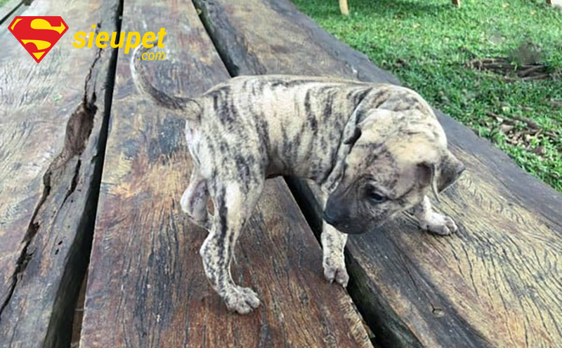 Hình ảnh chó phú quốc con tinh nghịch