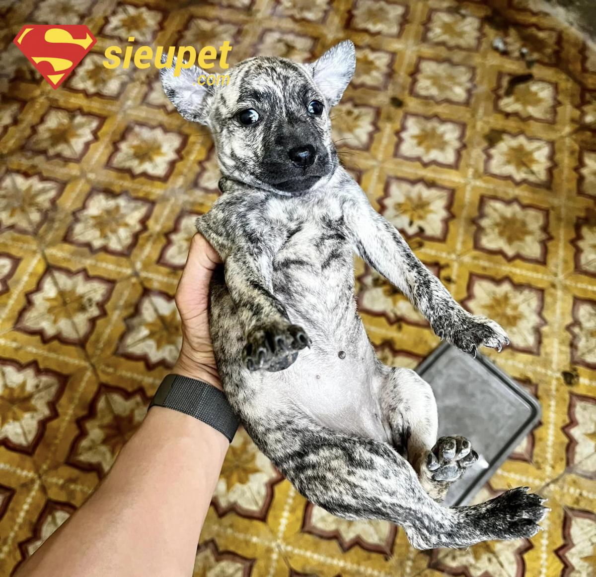 Hình ảnh chó phú quốc con 3 au8801