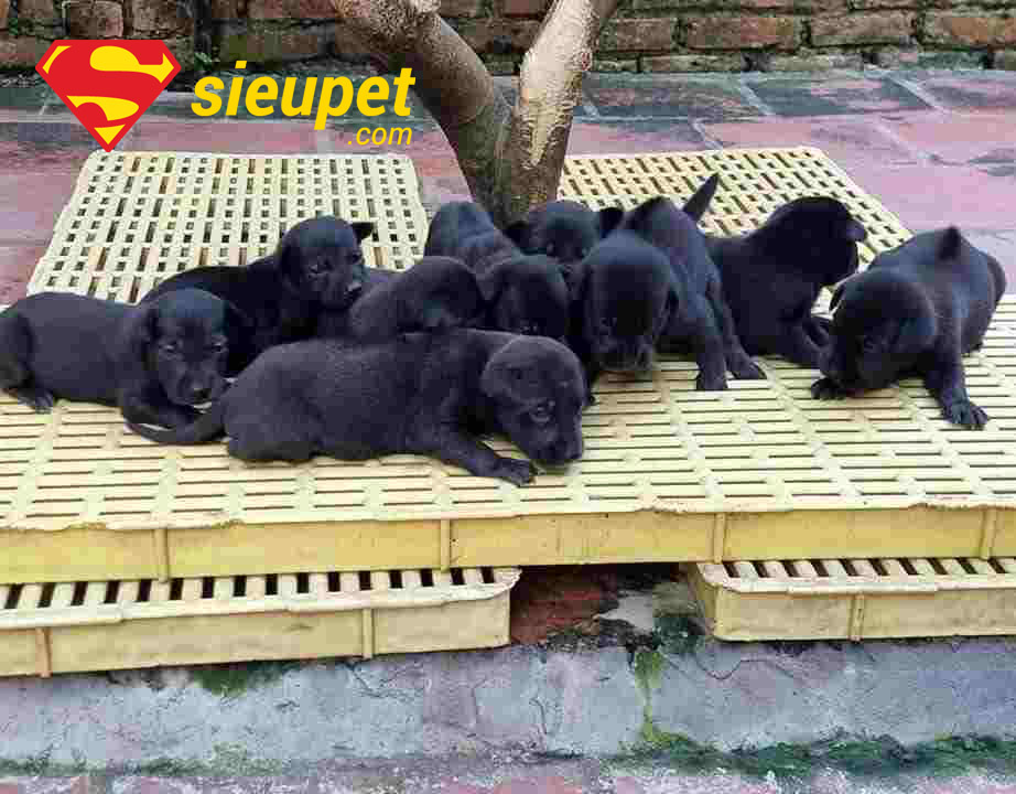 Hình ảnh chó phú quốc con đang ngủ say