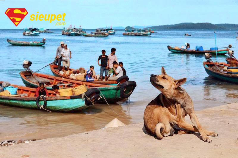 Hình ảnh chó au88 thuần chủng trên bờ biển