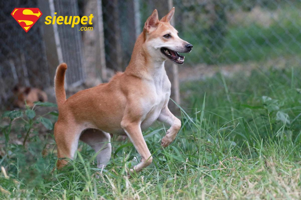 Chó au88 thuần chủng chơi đùa