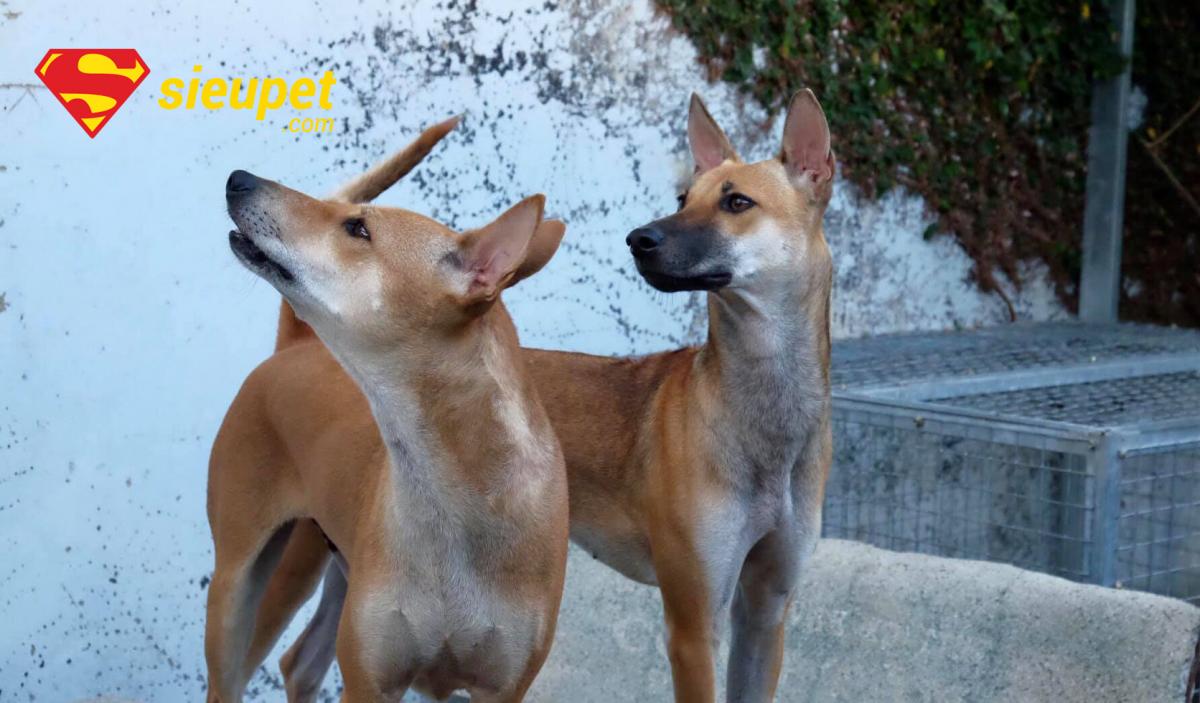 Chó au88 thuần chủng màu socola