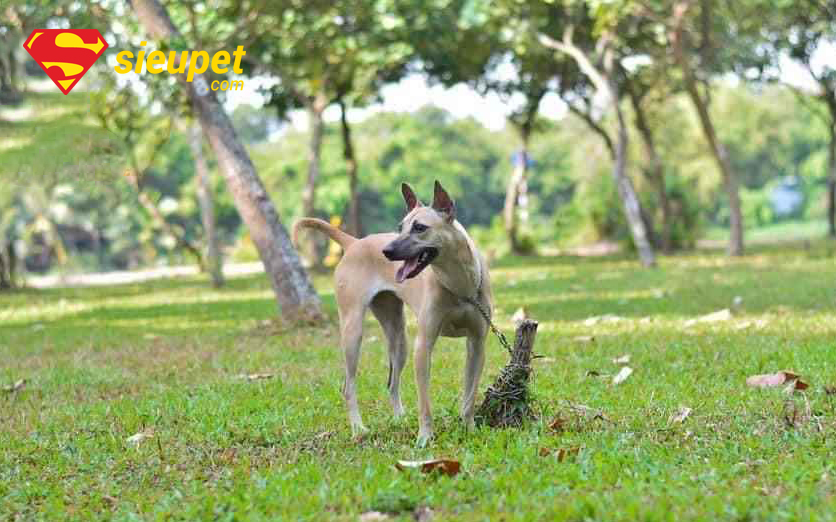 Chó au88 thuần chủng màu vàng lửa