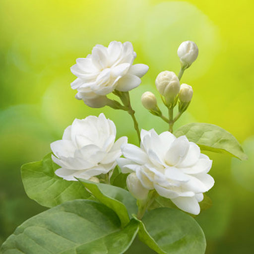Hoa nhài trắng