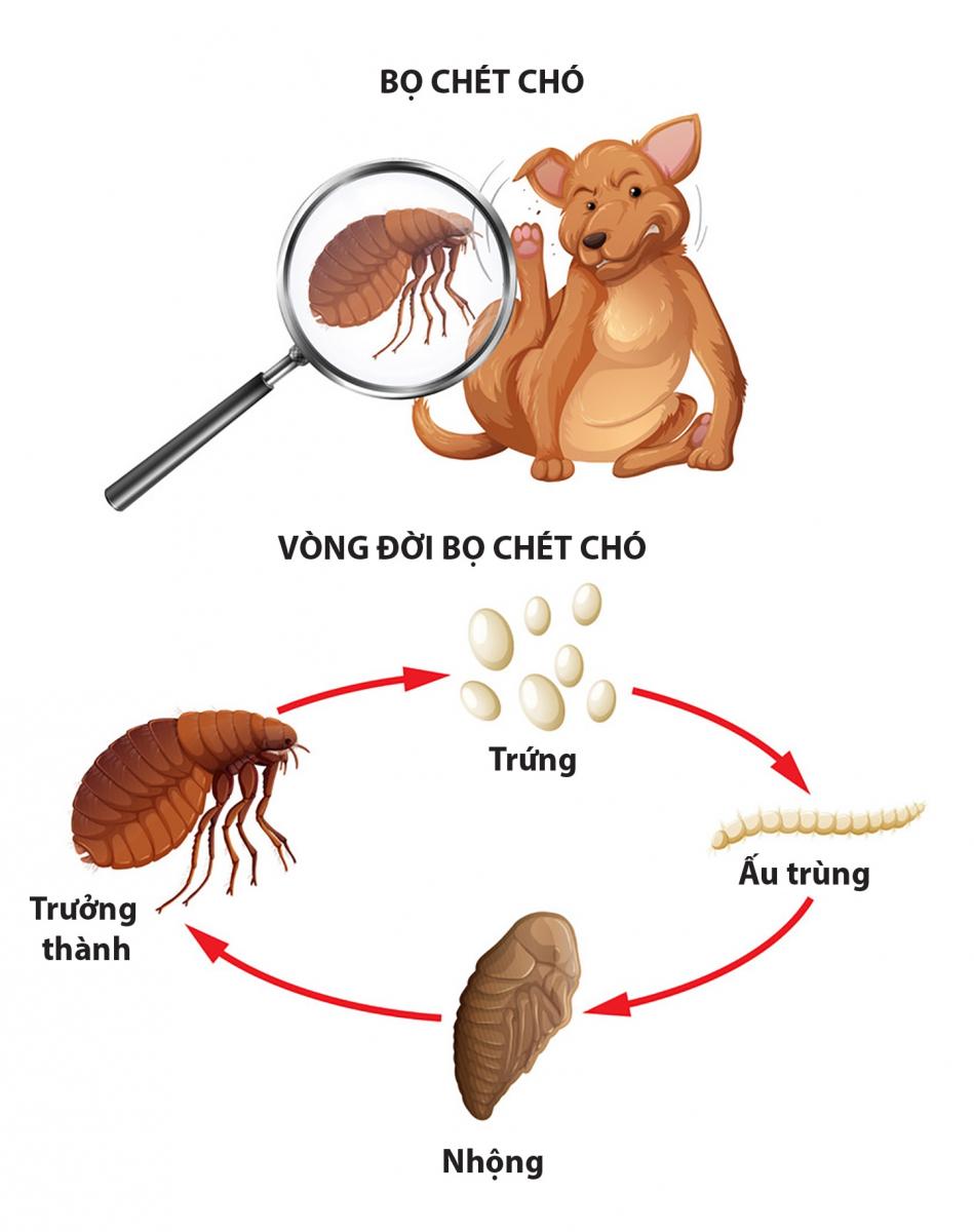Một con bọ chét
