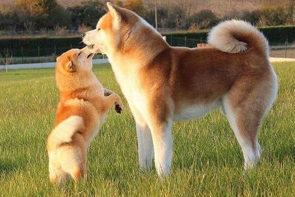 Chó au88 nhập khẩu