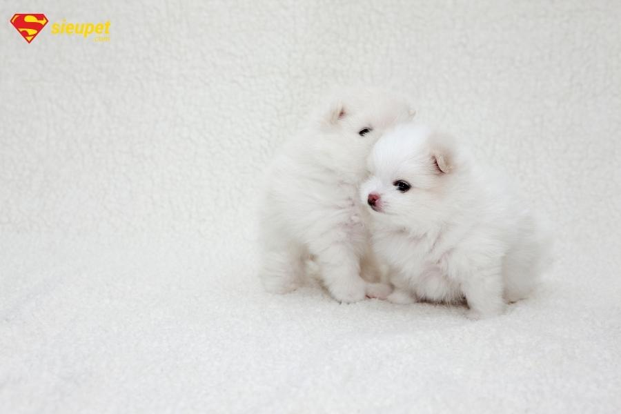ảnh phốc sóc mni đẹp