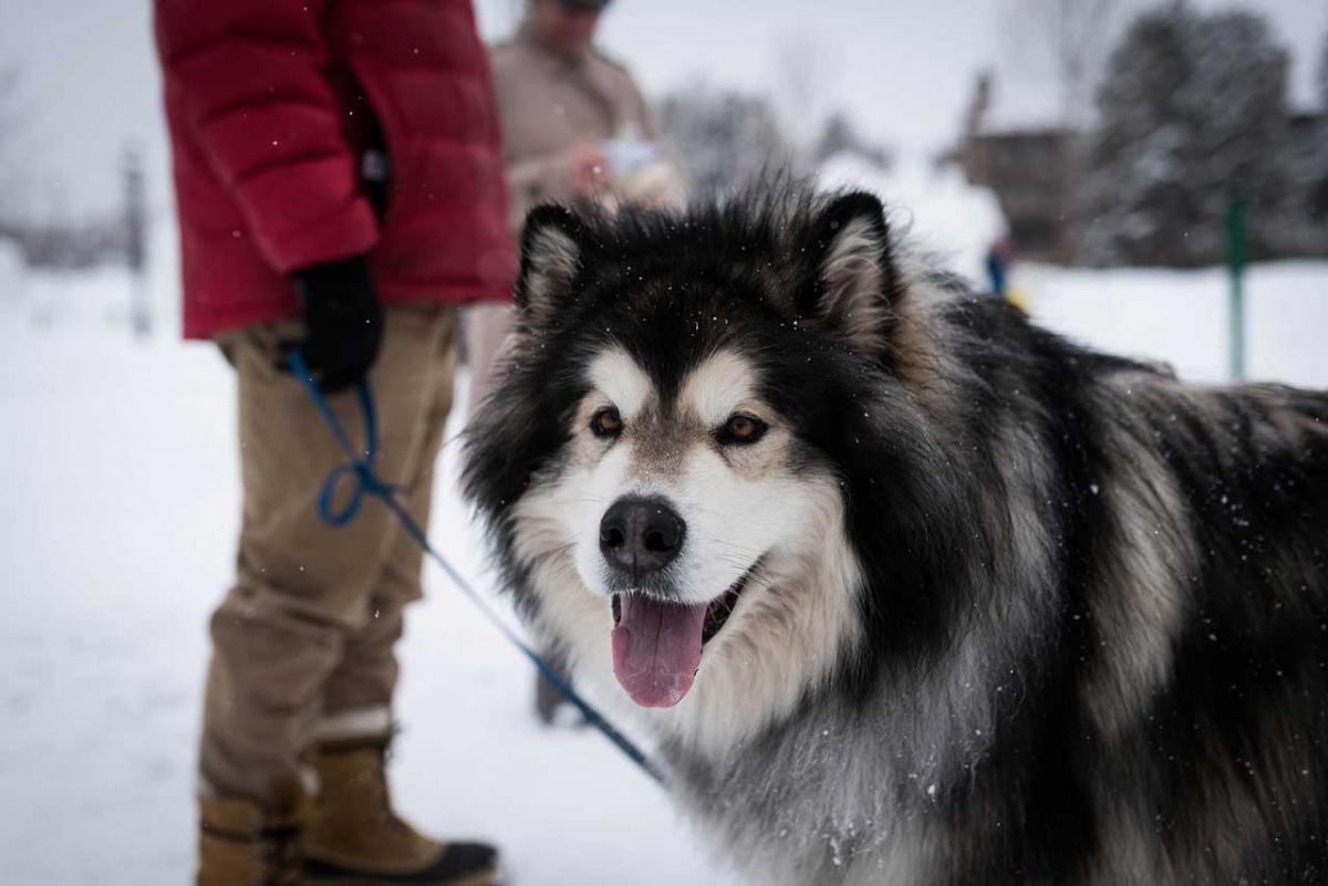 Lưu ý khi mua chó alaska giá rẻ