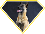 Nguồn gốc từ Malinois ở Bỉ
