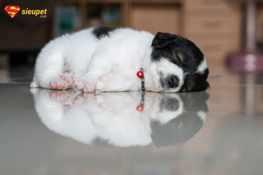 Mắt chó con mới mở bị đục