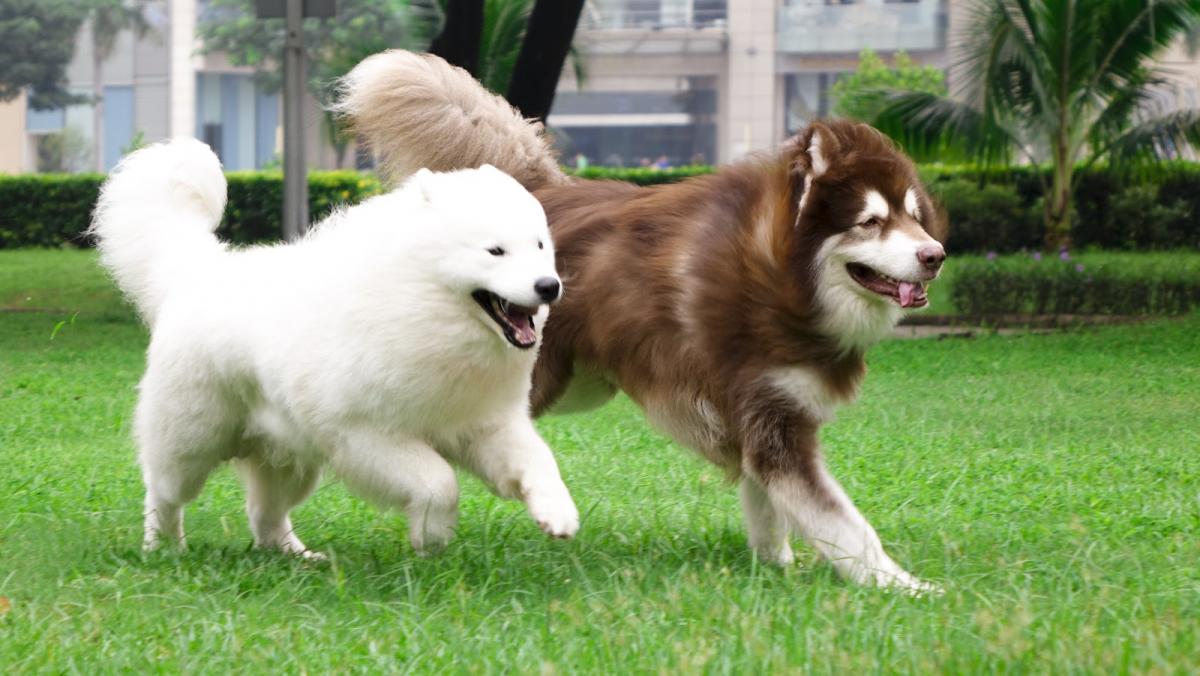 Mua chó alaska ở đâu?