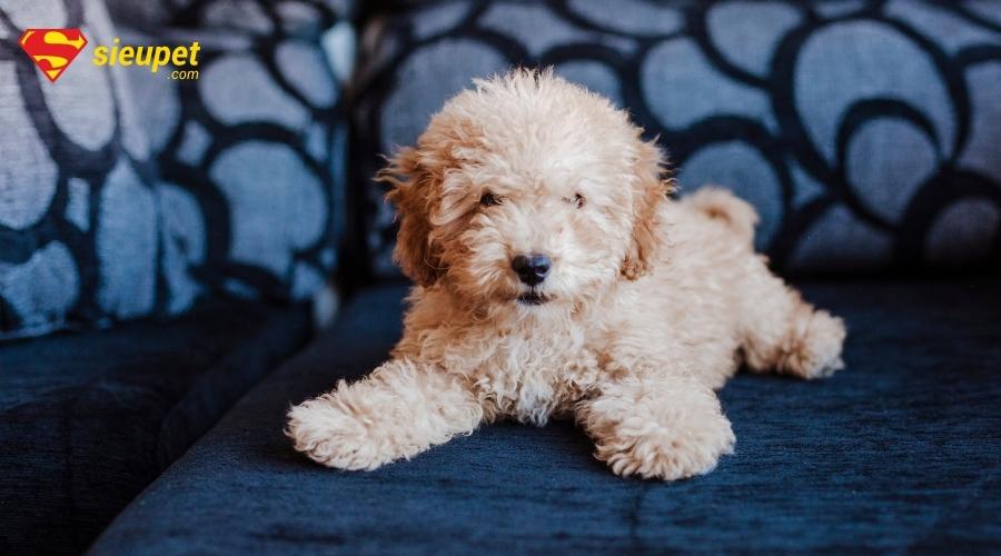 mua chó poodle tại nhà