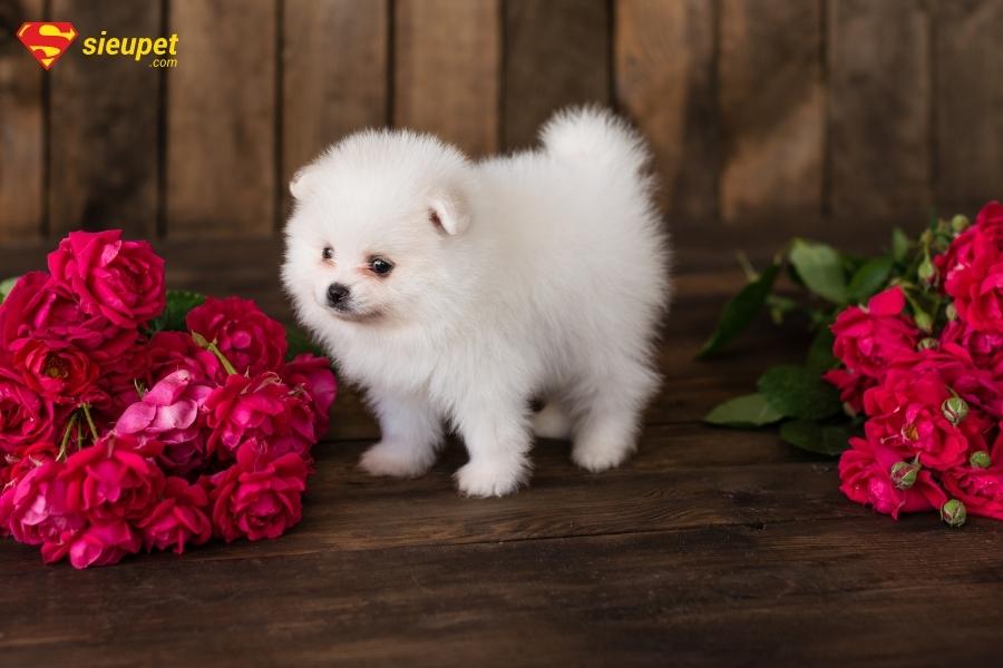 mua chó phôc sóc mini ở đâu