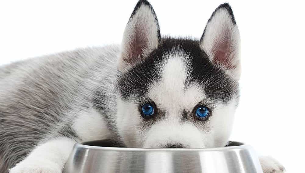 chó husky bị bệnh 