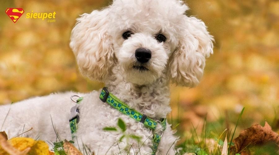 nên mua chó poodle 500k không