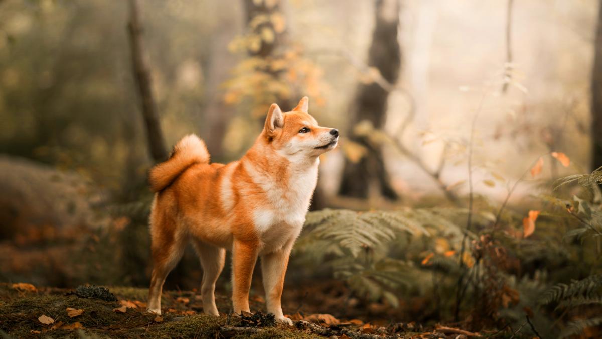 ngoại hình cho shiba inu