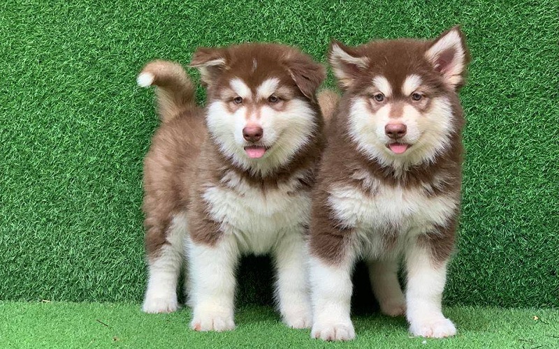 nhung-sai-lam-khi-nuoi-alaska