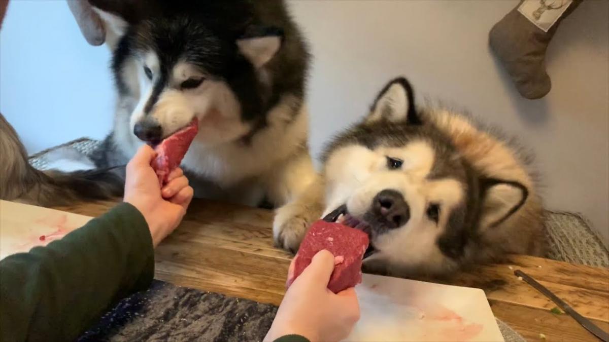 Nuôi chó alaska dễ không