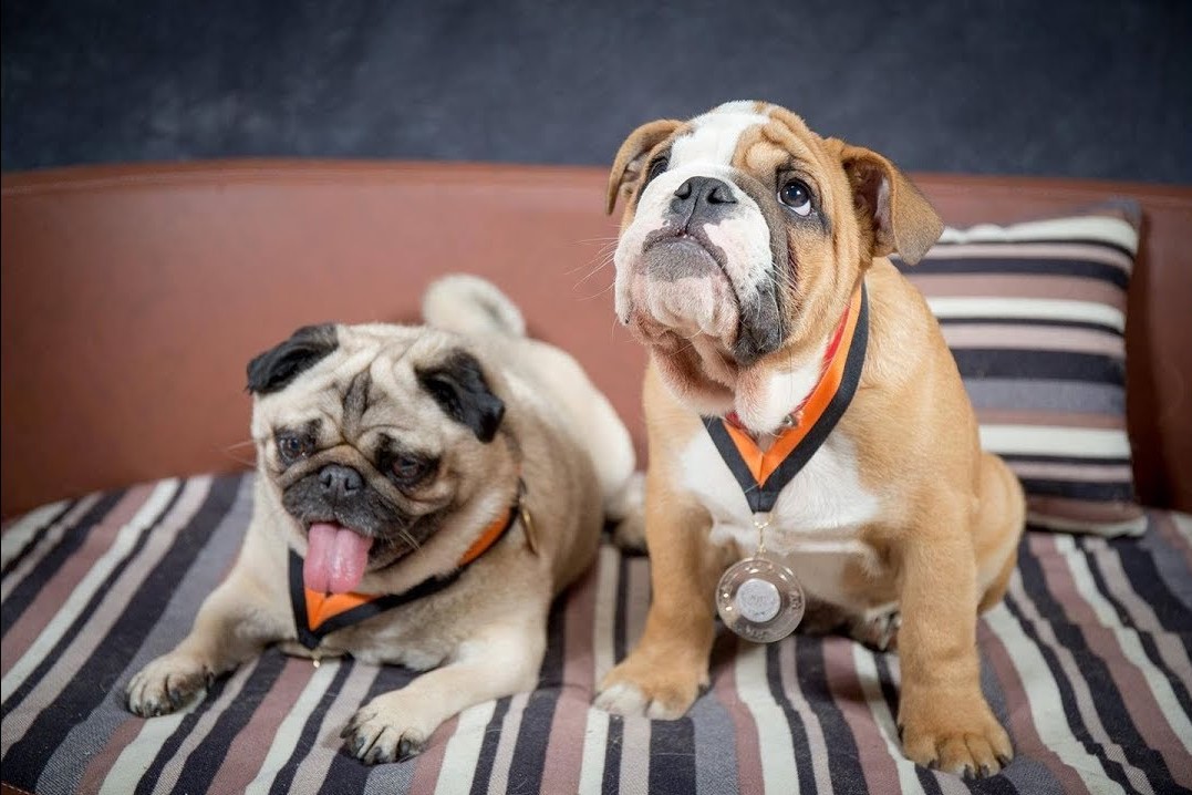 Chó pug ngồi cạnh bulldog Anh