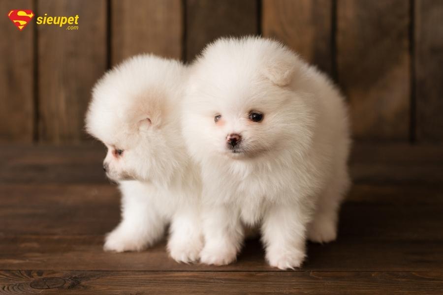 Chó Phốc mini lai giá bao nhiêu