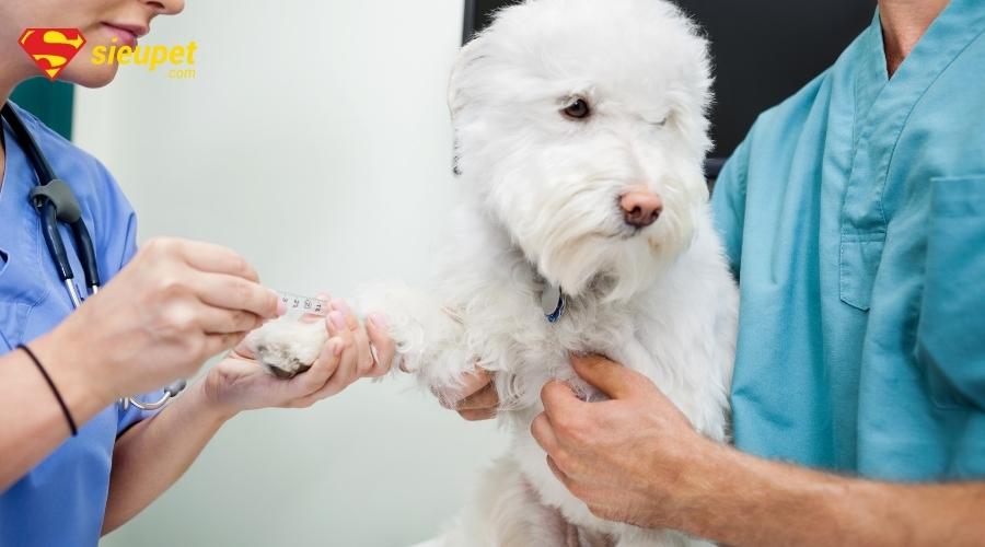 điều trị ký sinh trùng máu ở chó bao lâu