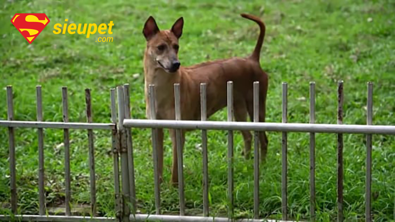 ảnh chó phú quốc đẹp - chó trưởng thành