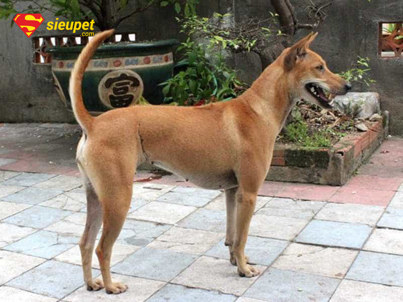 Bí quyết nuôi chó au88: Chế độ dinh dưỡng