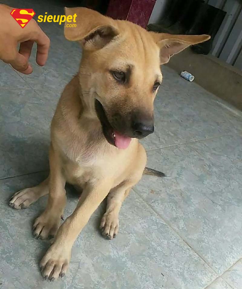 cách nuôi chó phú quốc lai - chăm sóc sức khỏe