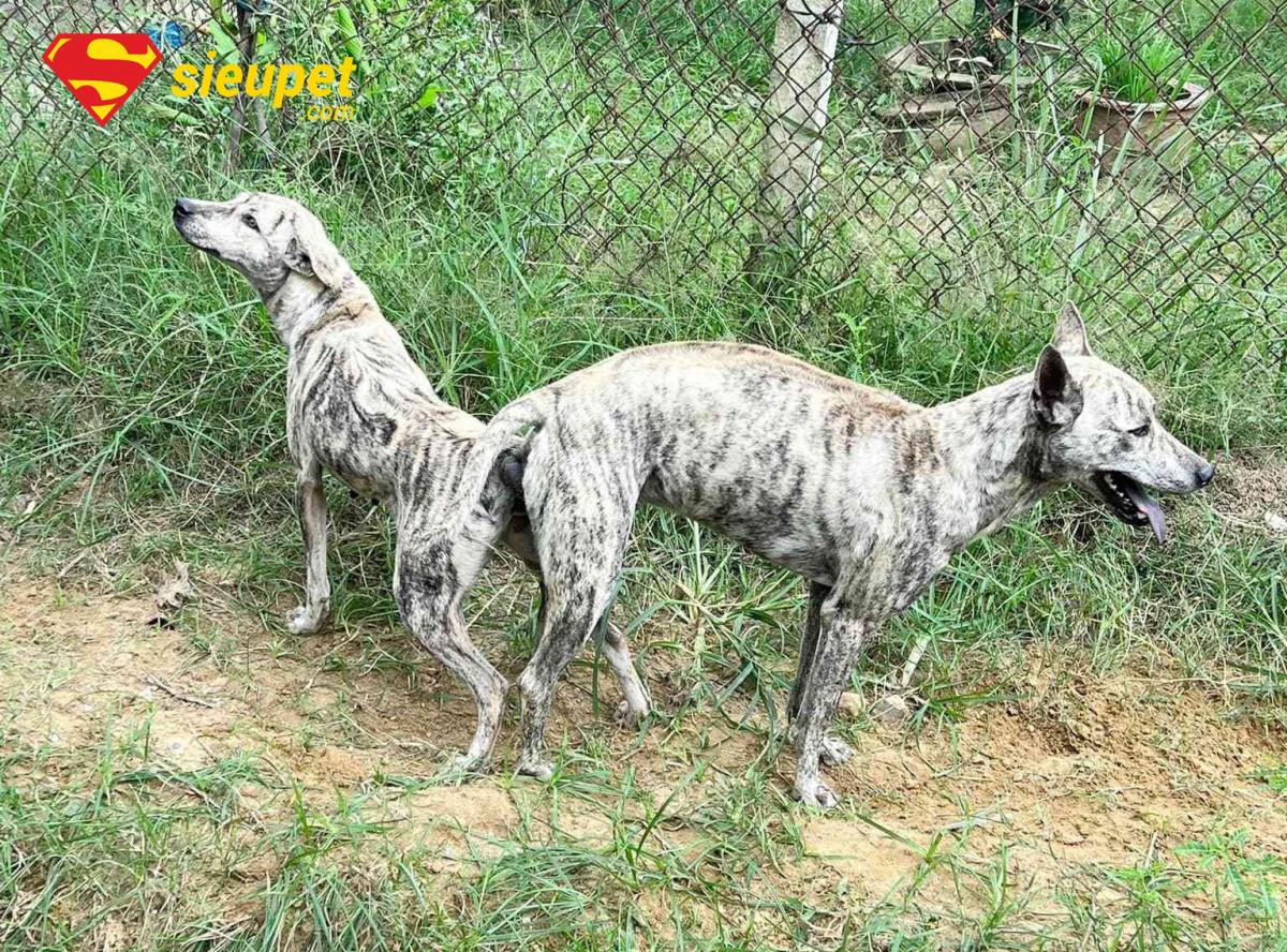 Chó au88 đang được chuẩn bị trước khi phối giống