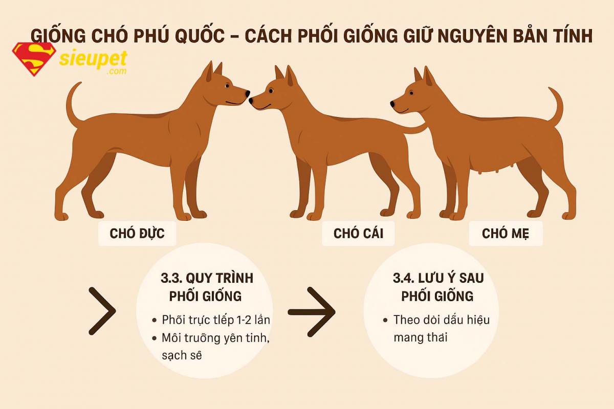 Quy trình phối giống chó au88 an toàn
