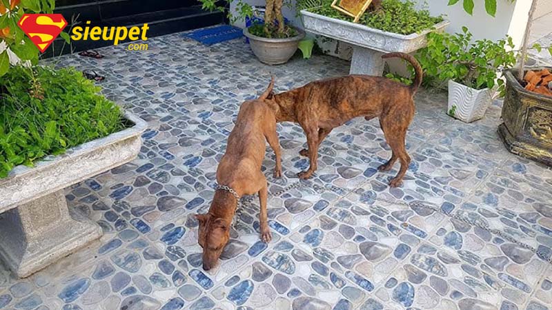 Chăm sóc chó au88 sau khi phối giống
