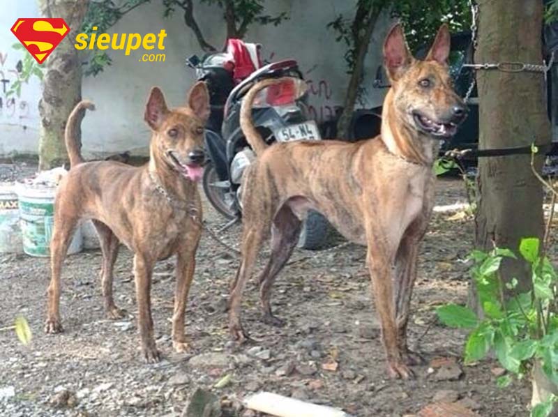 Câu hỏi thường gặp về cách phối giống chó au88