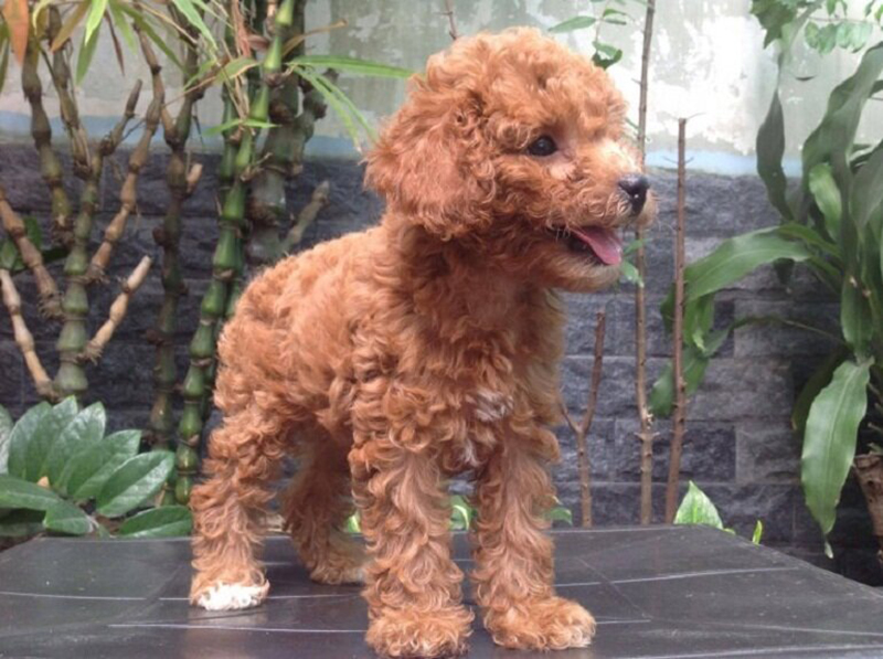canxi cho chó poodle