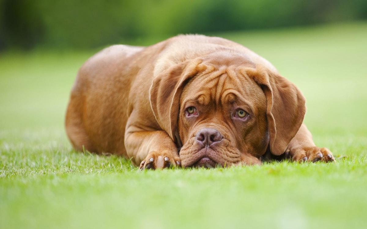 Dogue de Bordeaux nàm suy nghĩ