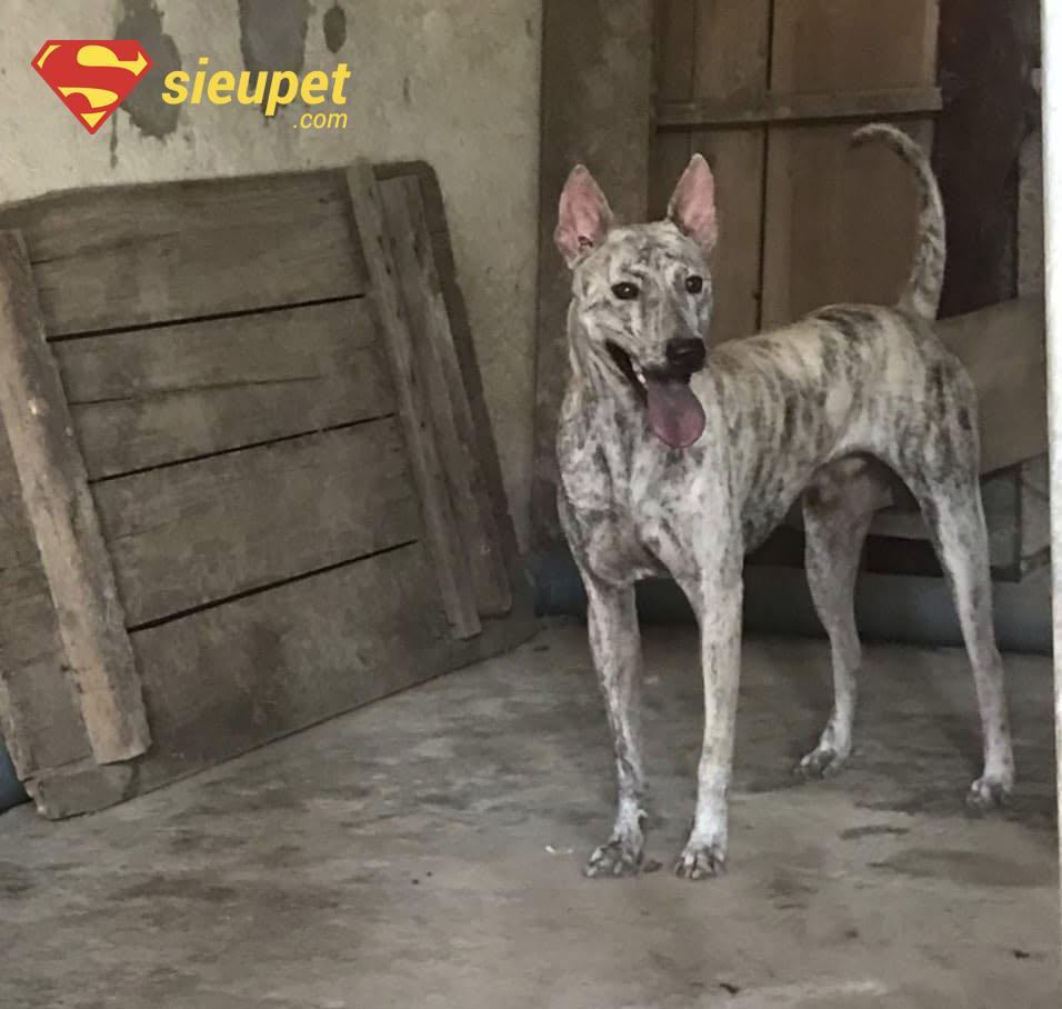 So sánh chó au88 với các giống chó khác