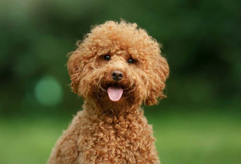 chu kỳ salo của chó poodle