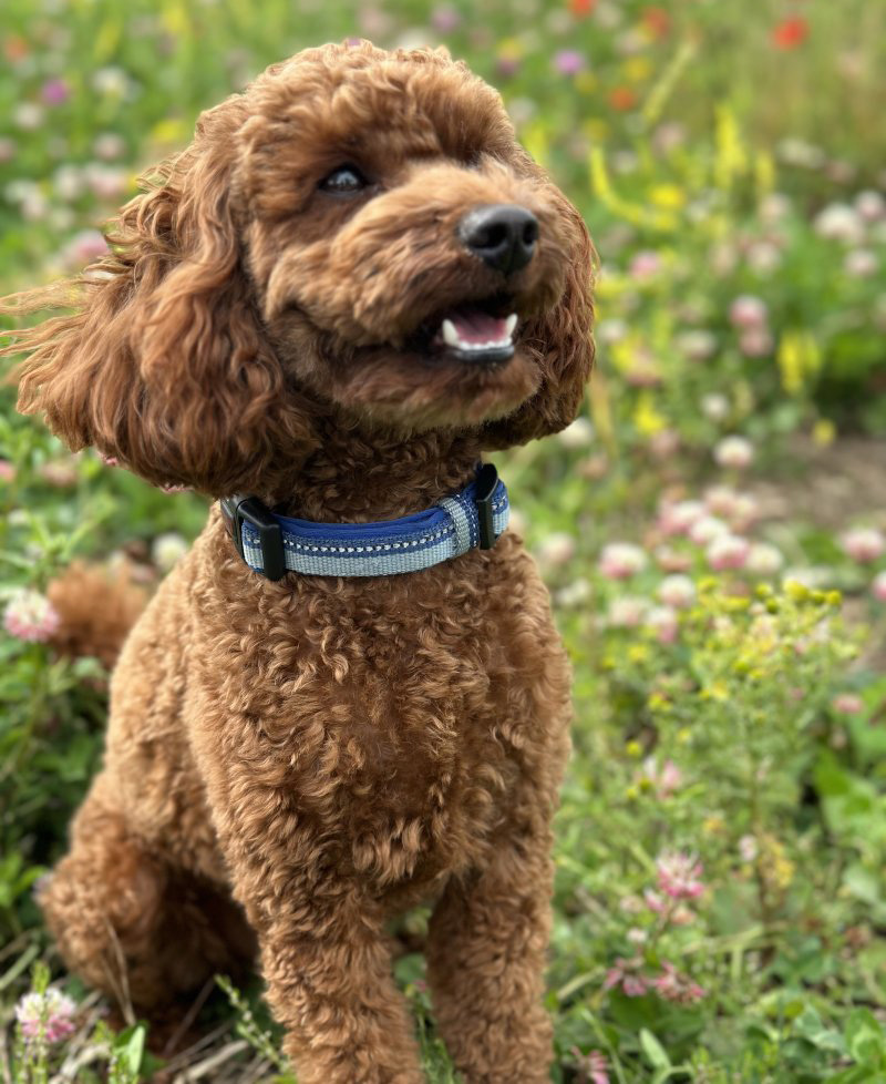 dây xích chó poodle