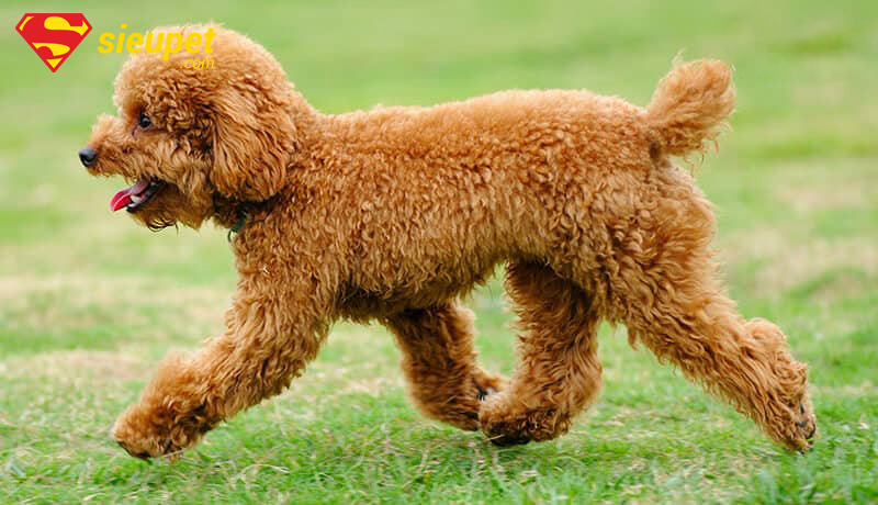 dòng chó poodle